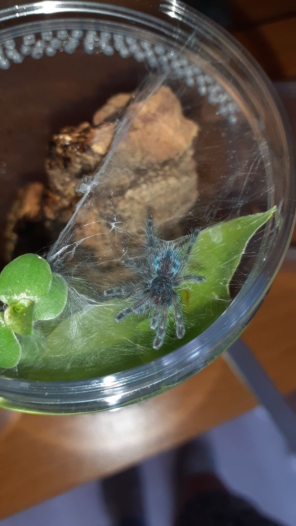 Caribena versicolor l2 + gotowy pojemnik i karaczany