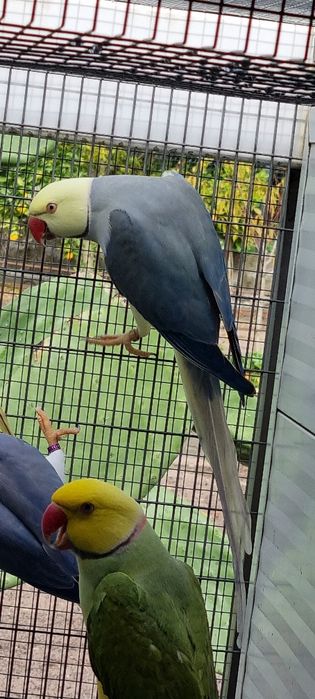 Ring Necks Casais adultos de 24 & 25