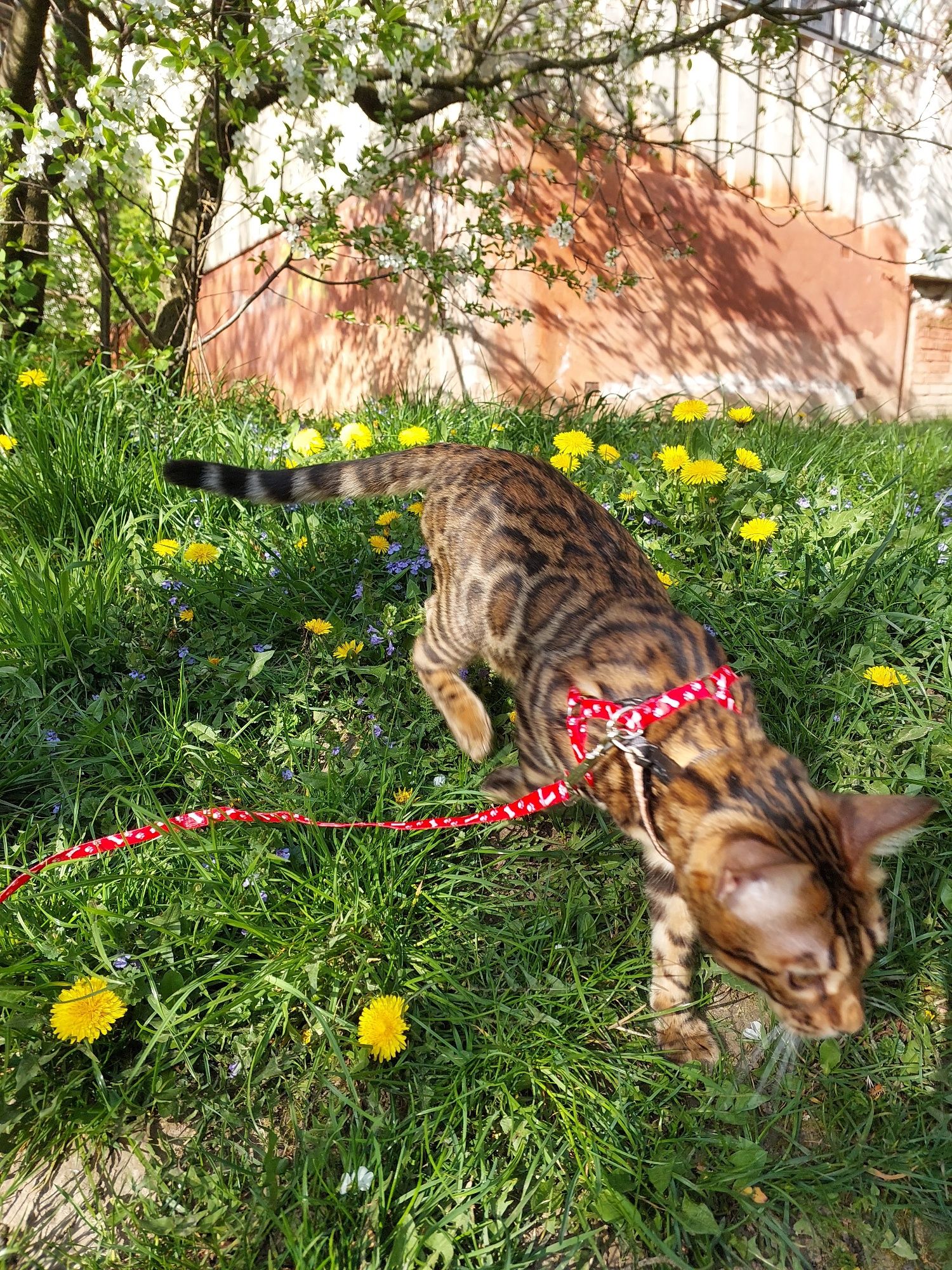 Бенгальські кошенята