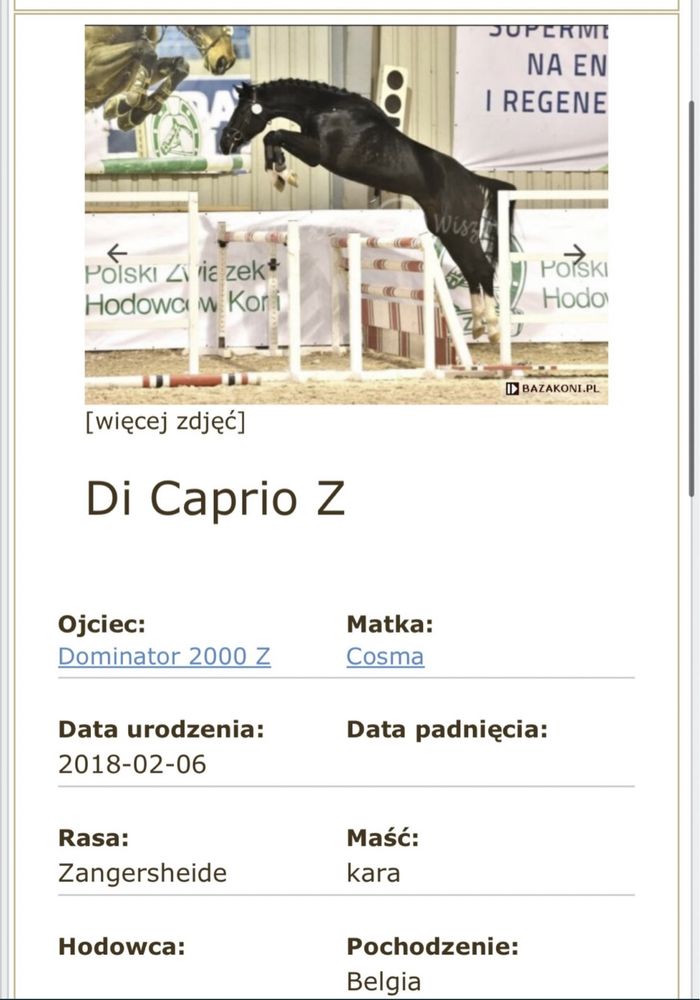 Klaczka po Di Caprio Z