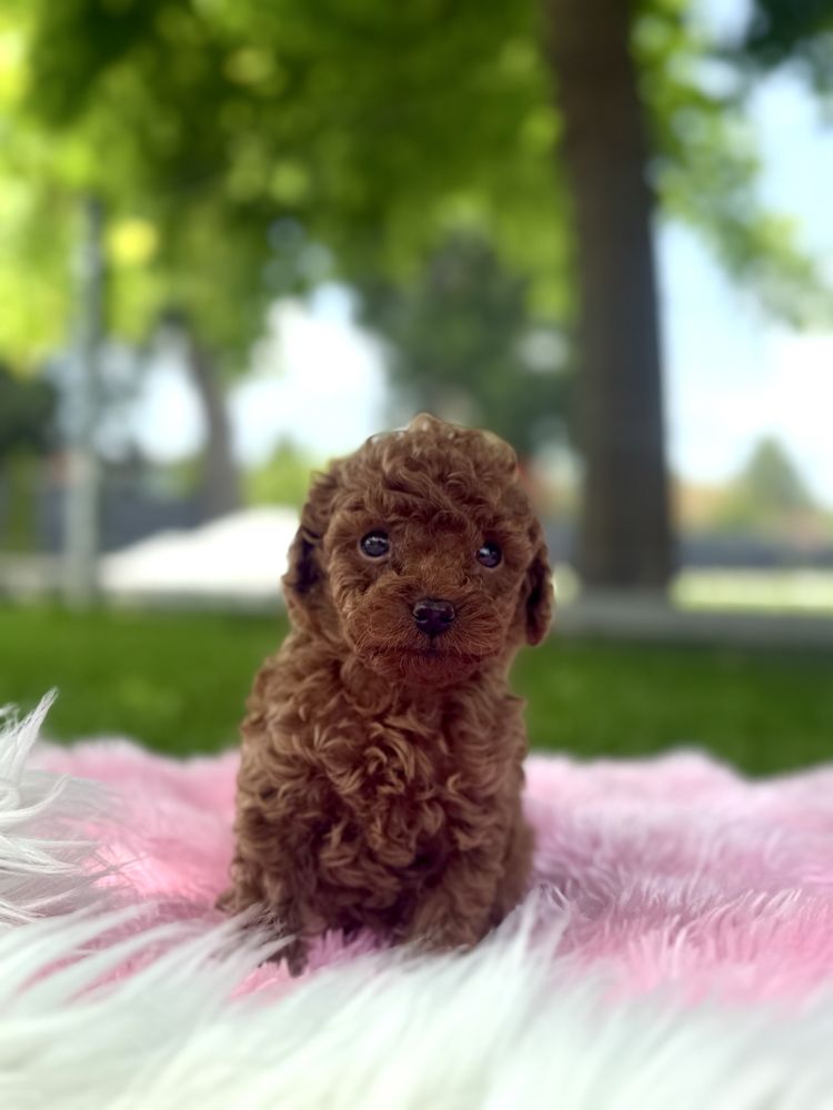 Pudel Toy Red Brown Sliczny Piesek