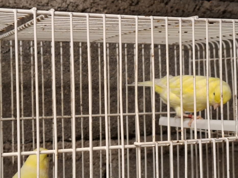 Canarios amarelos machos