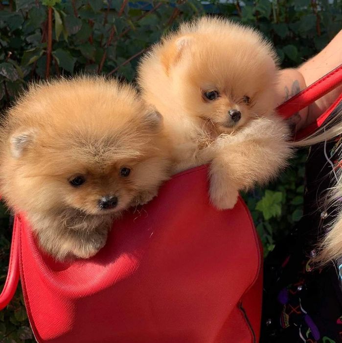 Померанский шпиц . Купите себе  счастье