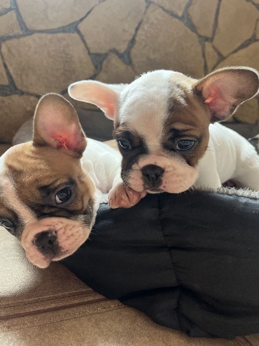 Щенки французского бульдога