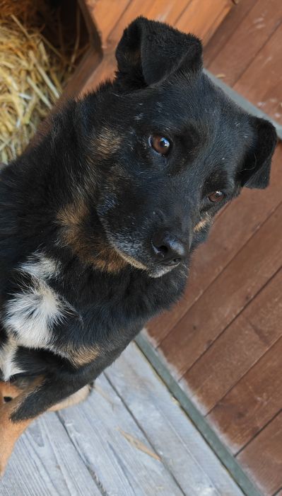 Czyja zguba? Sandomierz