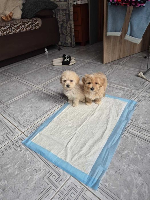 Maltipoo śliczna suczka z metryką