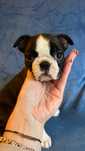 Boston Terrier FCI  Suczka dziewczynka