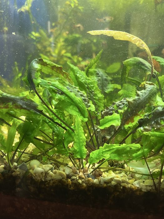 Акваріумні рослини. Кріптокоріна