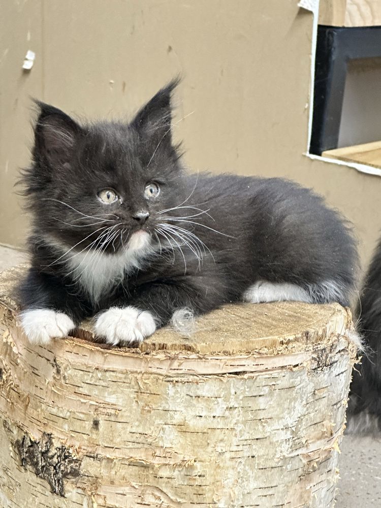 Кошечка мейн кун 1,5 міс