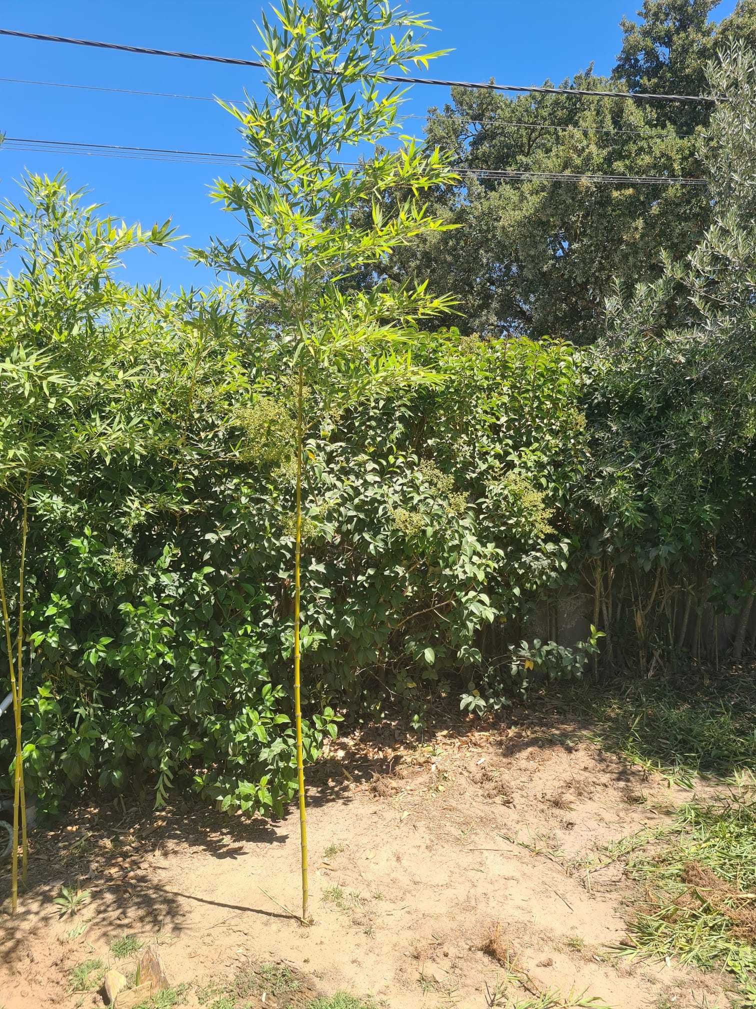 Bambu natural com 160cm / 200cm