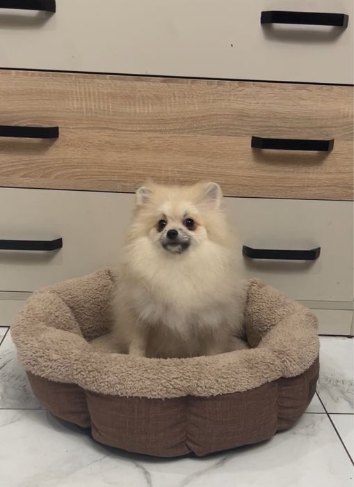 Дівчинка померанський шпіц