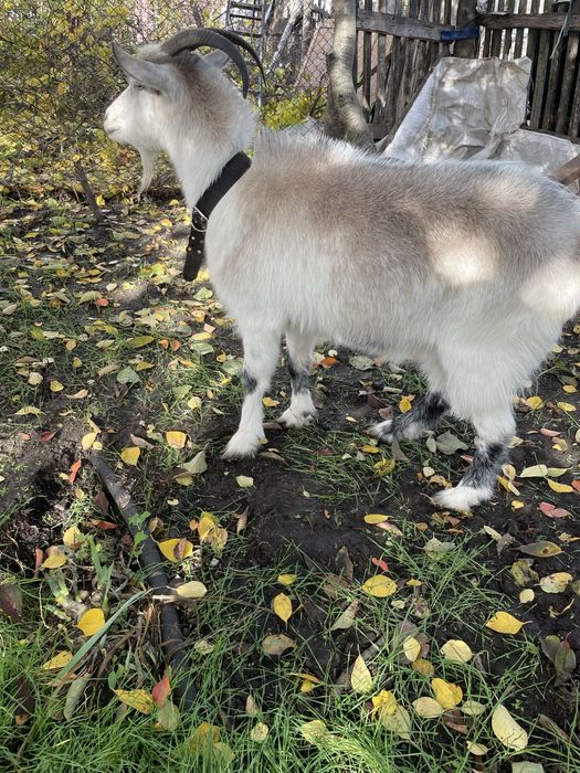 Продам  молоду козу