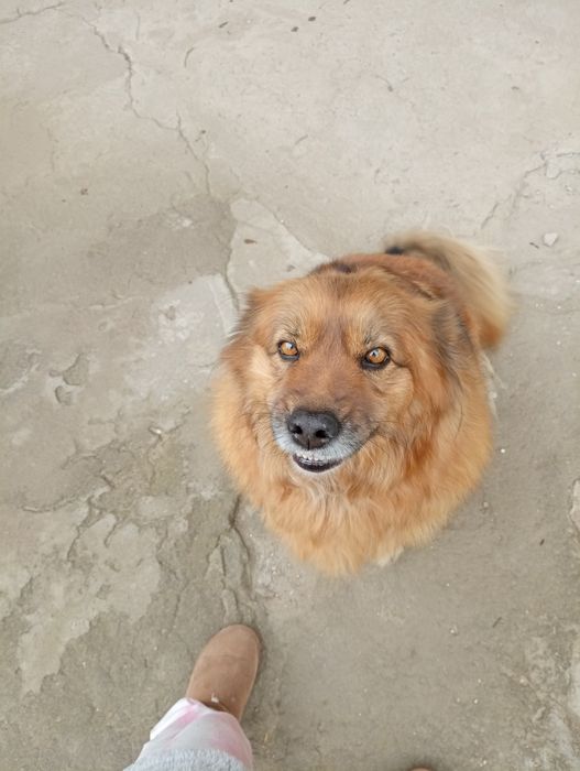 Suczka w typie goldena