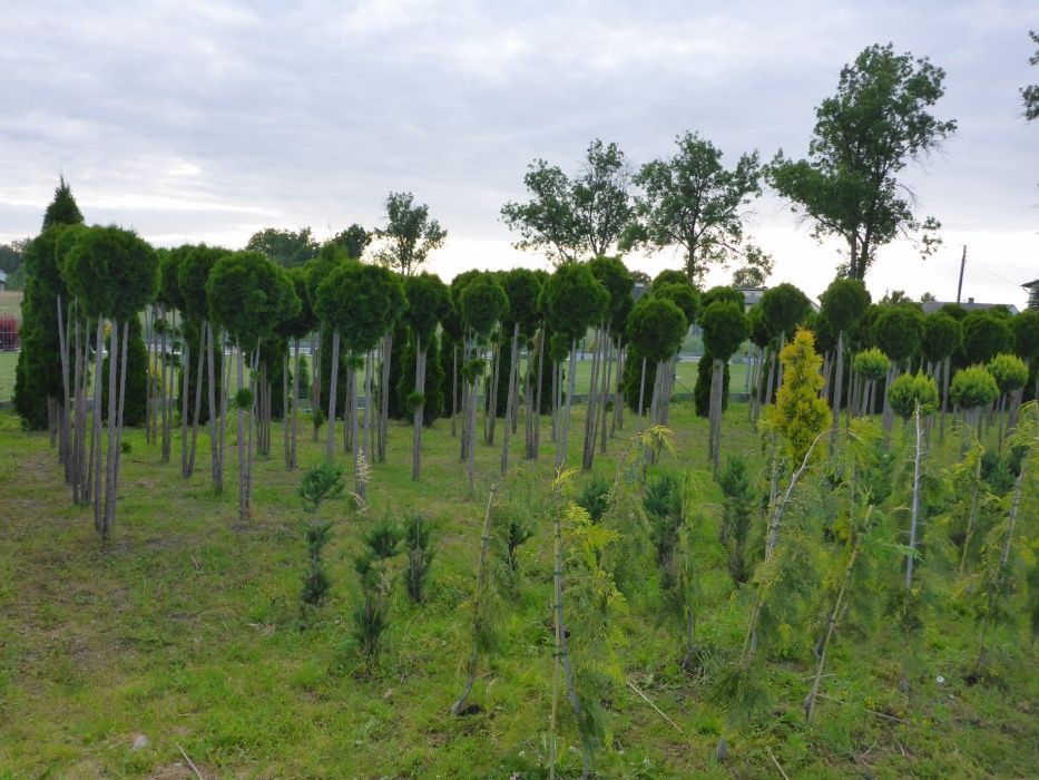 okazy XXL kula formowana bonsai bonzaj producent tuja cyprys szmaragd