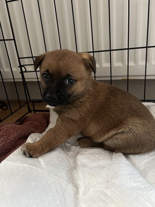 Szczeniaczek szuka domu