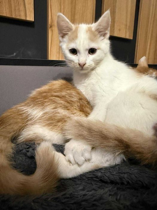 Ptyś biało rudy kocurek do adopcji