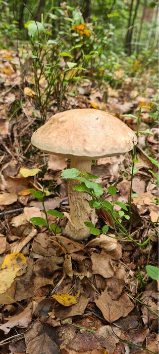 Koźlarz suszony 200g