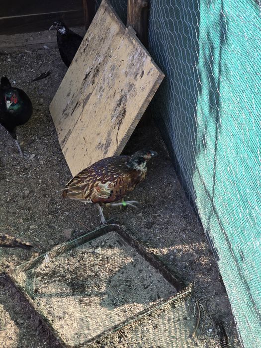 Bażanty łowny zwyczajny