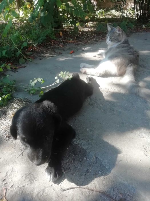 Вiддам в добрi руки песика