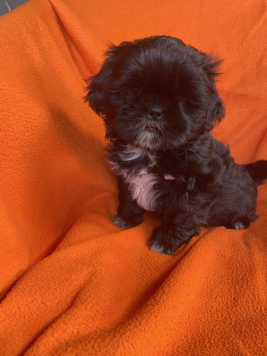 Dziewczynka shih tzu
