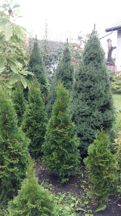 Смарагд Туя 0,5-2м,ялівець козац,коніка,самшит,хризантеми