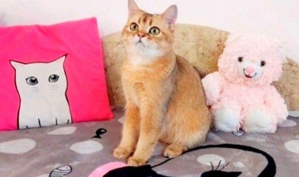 Шотландське Чудо Кошенятко Хлопчик