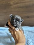 CHIHUAHUA chłopiec niebieski blue :)