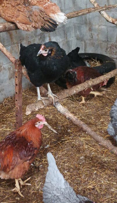 Sprzedam 2 koguty rosy czerwone