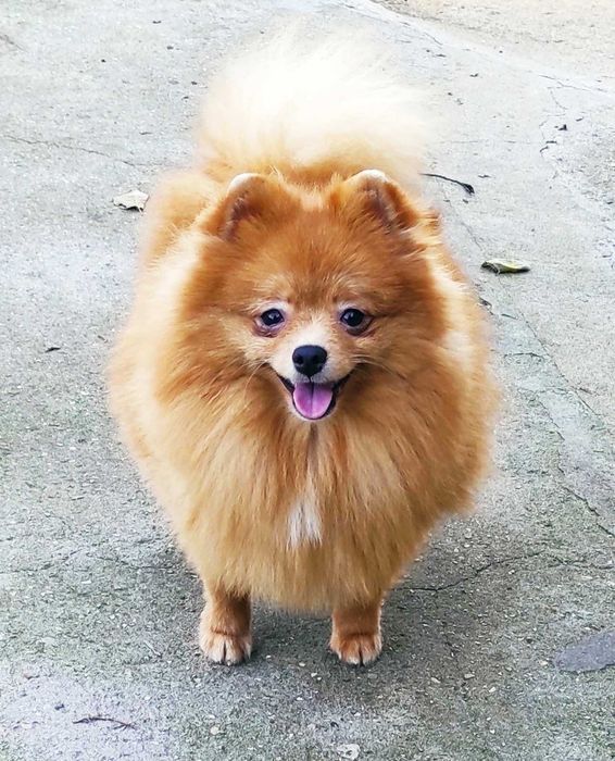 Мальчик оранж померанского шпица, очень бюджетно