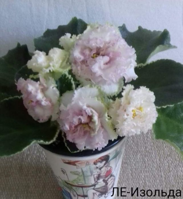 Дітки     фіалок