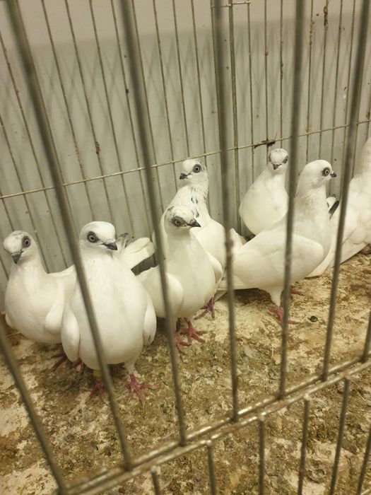 Gołębie ozdobne Winery
