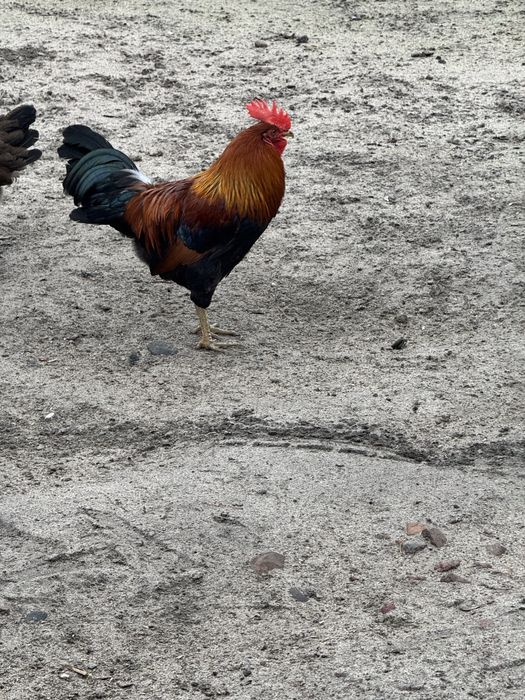 Sprzedam koguty zielononóżki