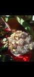 Mamillaria polifera