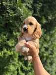 Cocker spaniel angielski sunia rodowód