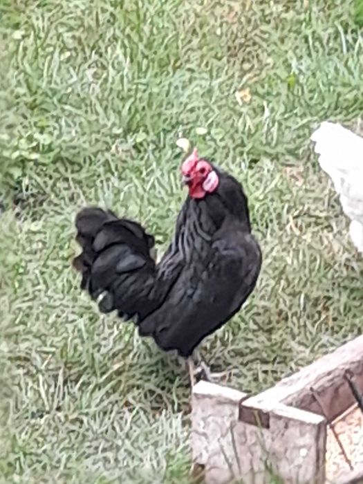 Sprzedam Koguty Bantamki