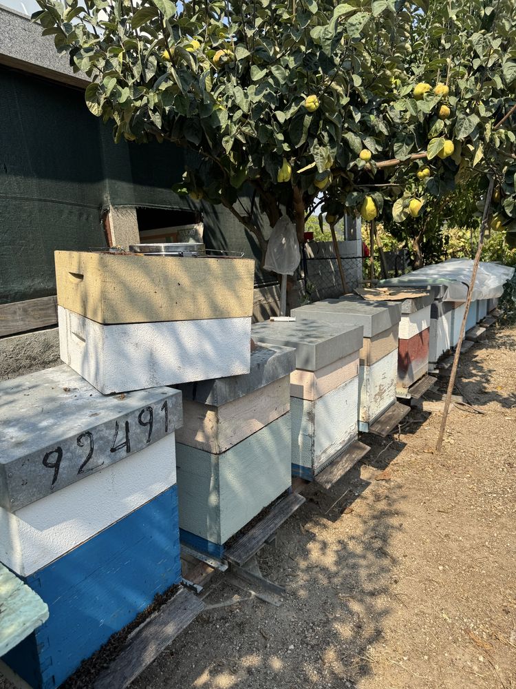 Enxames de abelhas com 10 quadros