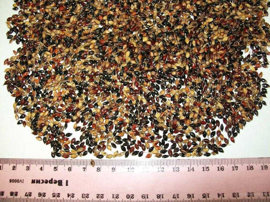 Суданка / суданка