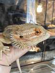 Agama brodata, samiec