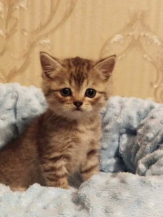 Плюшевий шотландський малюк