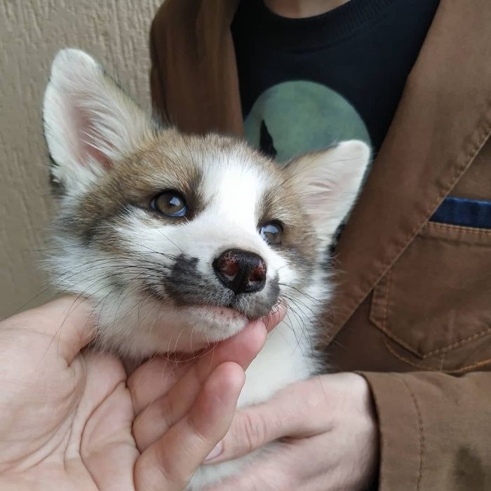 Щенки домашней лисы, лисята белые (Vulpes vulpes) ручные