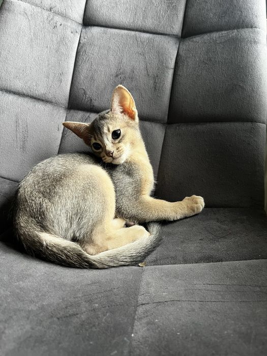 Кошенята абіссинська порода, абби, абиссины