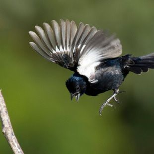 Tiziu Volatinia Jacarina | Pássaros do Brasil