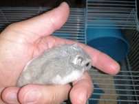 Hamster com gaiola