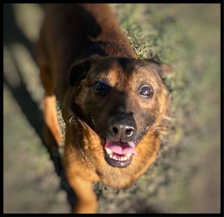Słodziak pies w  typie Posakowca Bawarskiego