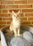Inka Magnus*PL - kotka rasy Maine Coon szuka nowego domu :)