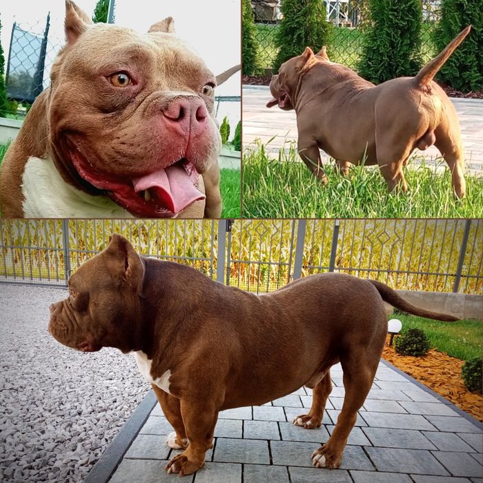 American Bully ABKC suczka