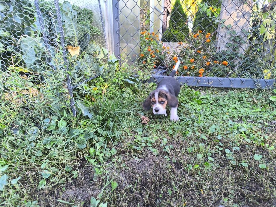 Przeuroczy szczeniaczek Beagle