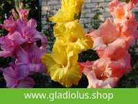 Луковицы гладиолусов. Розница и опт. Более 90 сортов. Gladiolus.shop