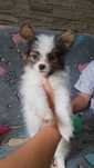 Papillon Spaniel Kontynentalny gotowy do odbioru