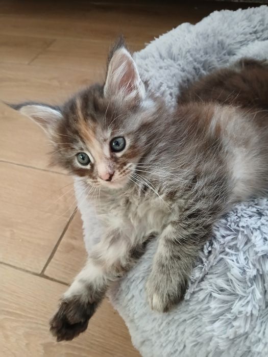 Котята породи Мейн_кун